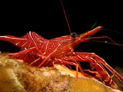 Red Soldier!
Taken In Redang With Canon S80. by Ed Eng 